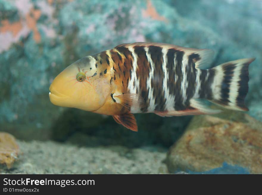 A redbreast wrasse fish is in aquarium. A redbreast wrasse fish is in aquarium