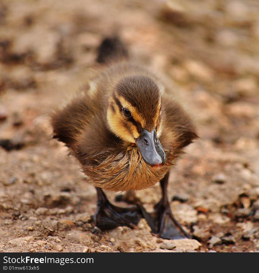 Duckling Walking