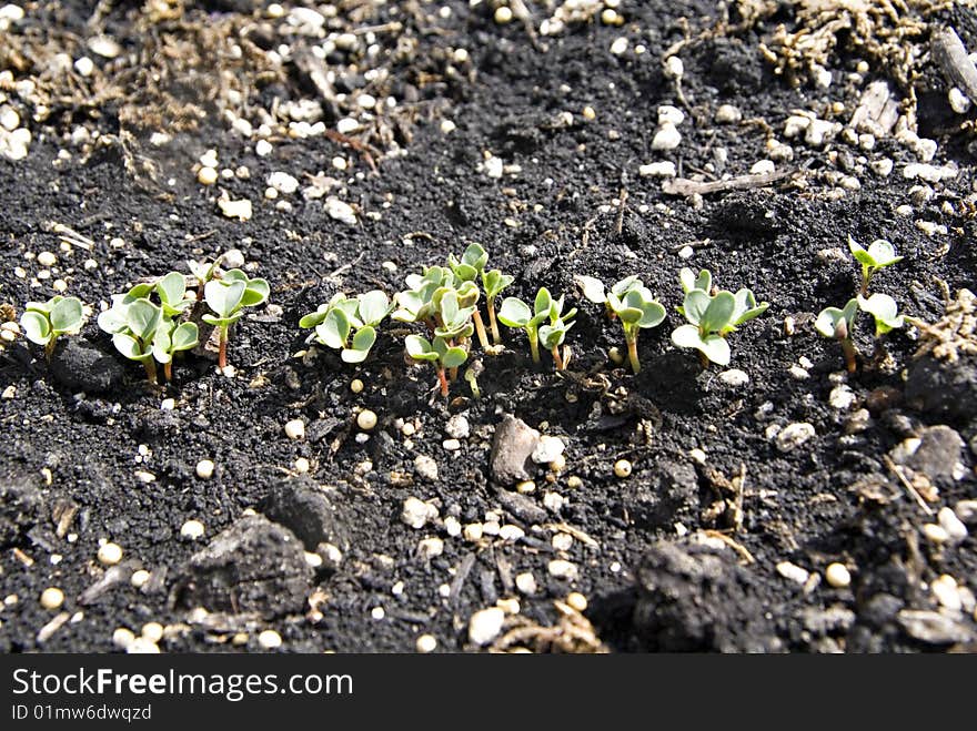 Radish Seedlings