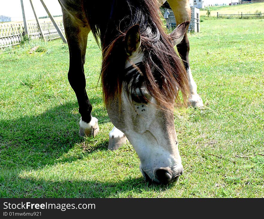 Horse on the sunny meadow