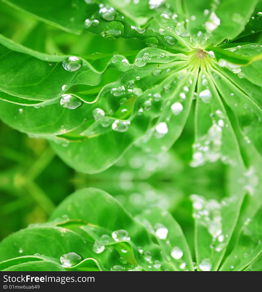 Green leaves with drops and water