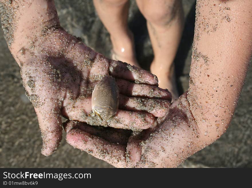 Holding sand crab