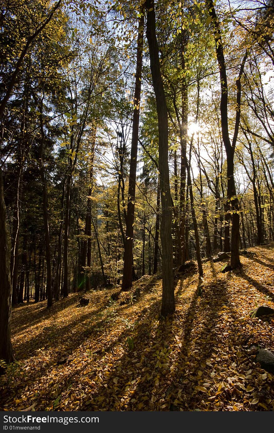 Detail of a forest in autumn. Detail of a forest in autumn.