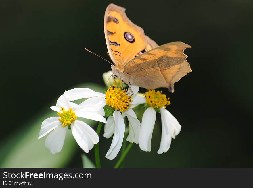 Beautiful butterfly on little daisy with black backgrond