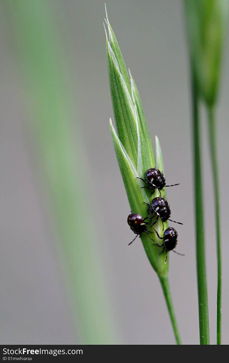 Four black lady-bird on green and white leave