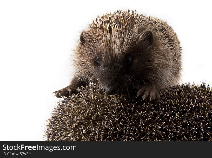 Picture of two hedgehogs on a white background