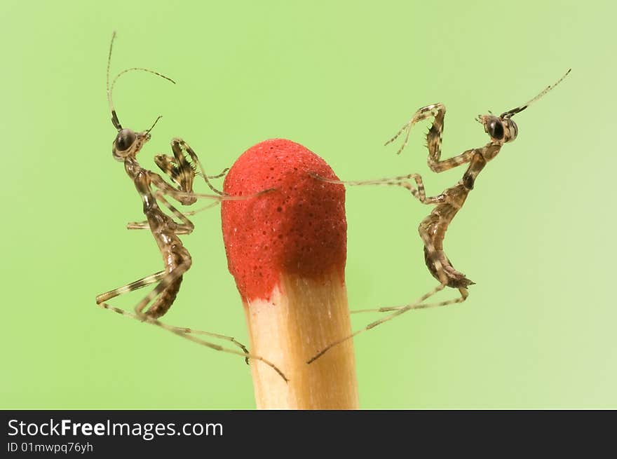 Mantises on match close-up 1:1