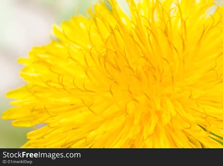 Dandelion against a green grass