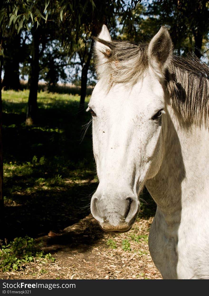 Horses