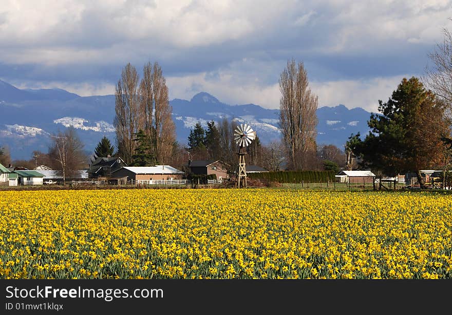 Daffodil farm II