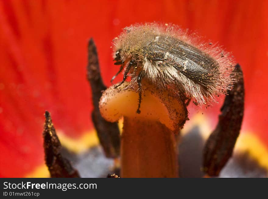 Bug on a tulip stalk