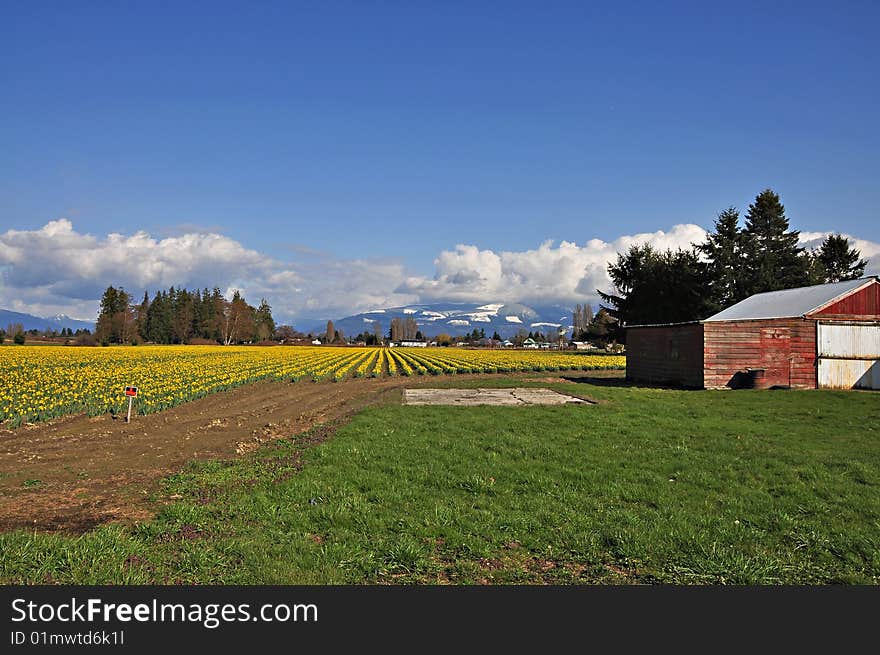 Daffodil Farm