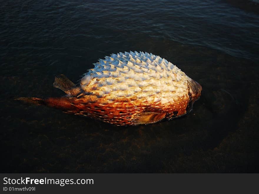 The globefish on the beach.