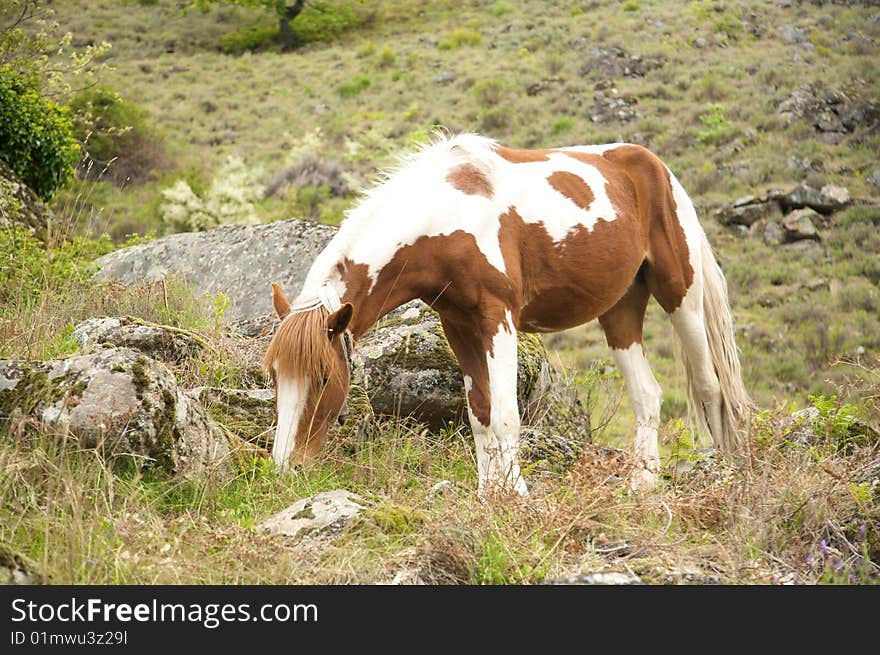 White and brown horse at gredos mountains in avila spain. White and brown horse at gredos mountains in avila spain