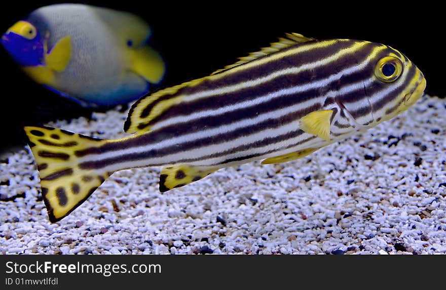 Oriental sweetlips fish. Latin name -Plectorhinchus vittatus. Oriental sweetlips fish. Latin name -Plectorhinchus vittatus