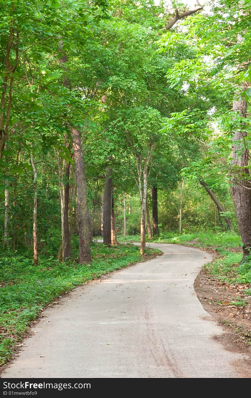 Road in tropical forest, north of Thailand