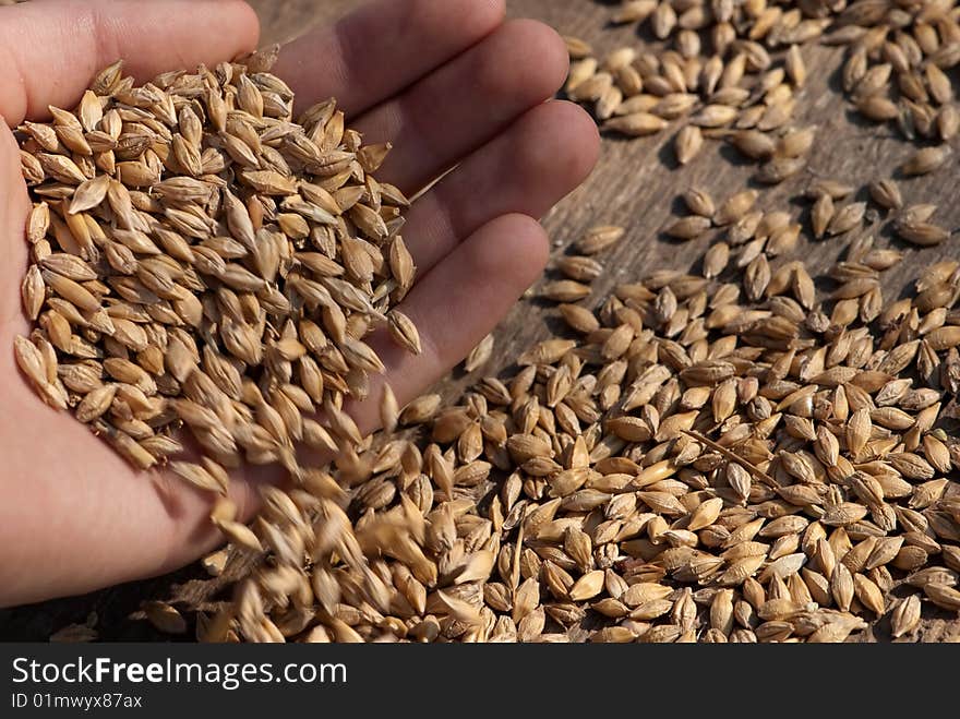 Oat and hand in wood background