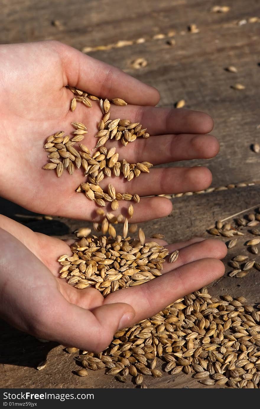 Oat and hand in wood background