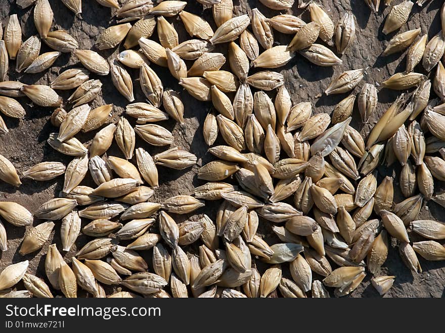 Oat in the wood background