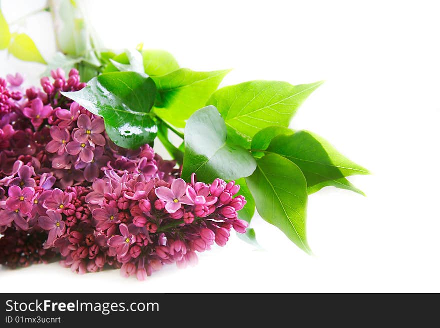 Lilac flowers over white background