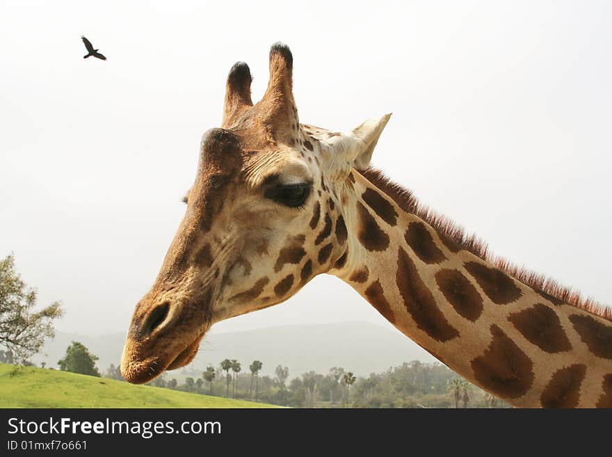 Head and neck of adult giraffe. Head and neck of adult giraffe