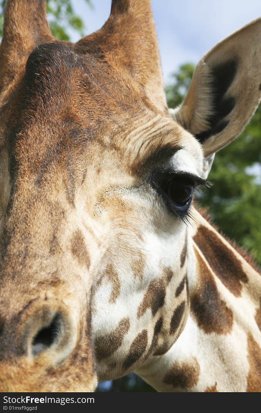 Close-up of giraffe's eye and eyelashes. Close-up of giraffe's eye and eyelashes