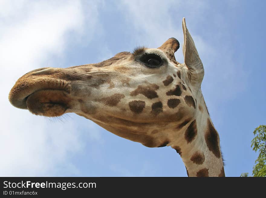 View of giraffe head from below. View of giraffe head from below