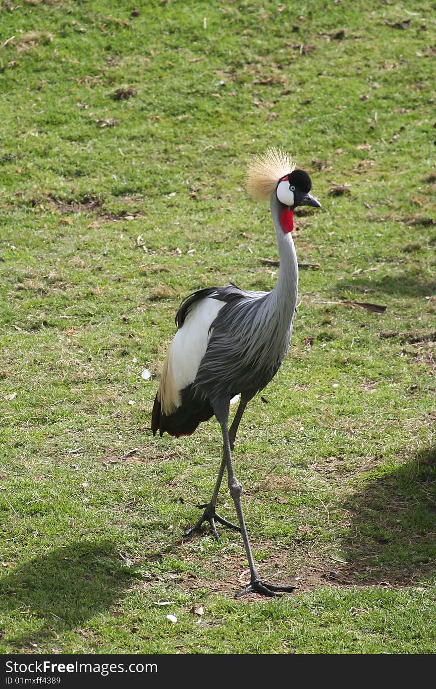 Single grey crowned crane strutting. Single grey crowned crane strutting