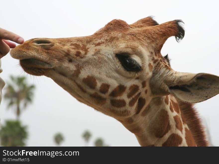 Young giraffe reaching for an acacia leaf. Young giraffe reaching for an acacia leaf