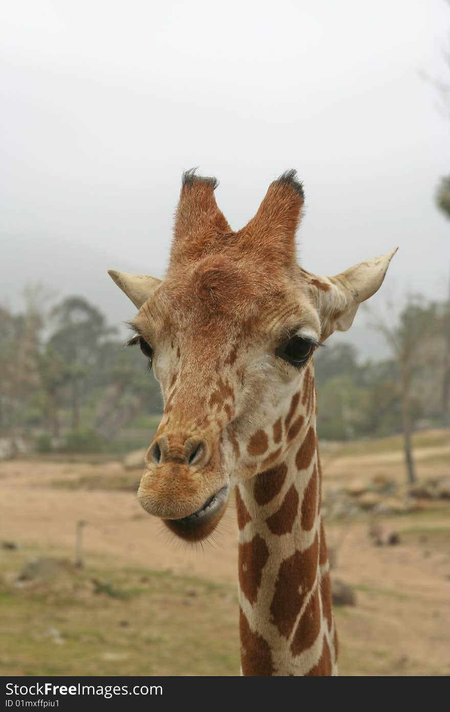 Frontal view of young giraffe's head and neck