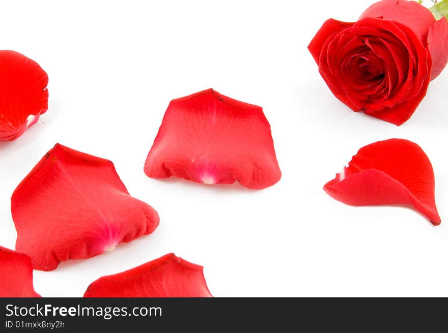 Lots of rose leafs with red rose isolated on white background