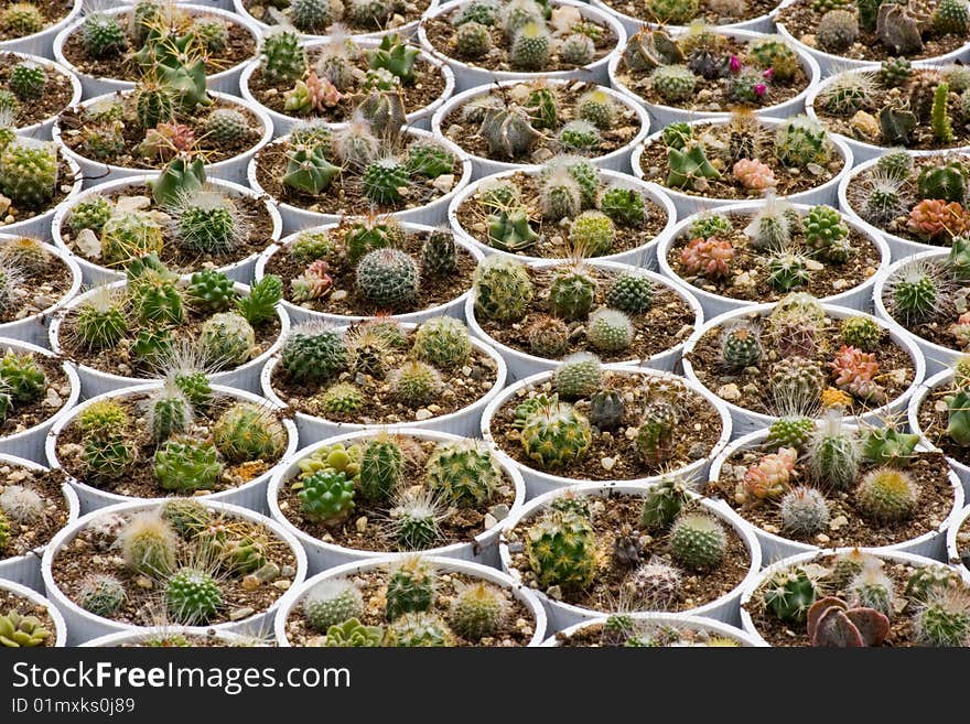 Cactus garden