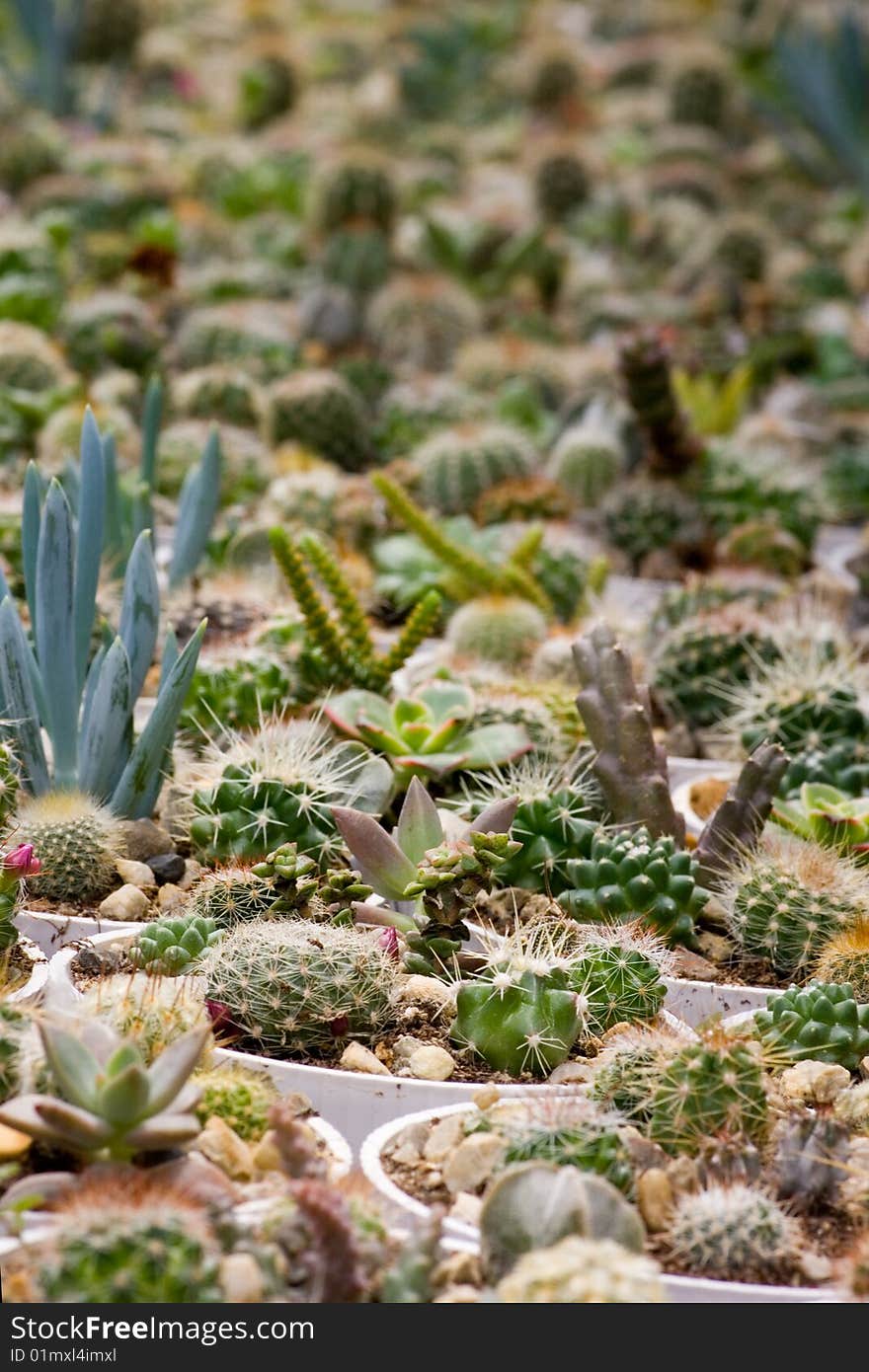 Cactus garden