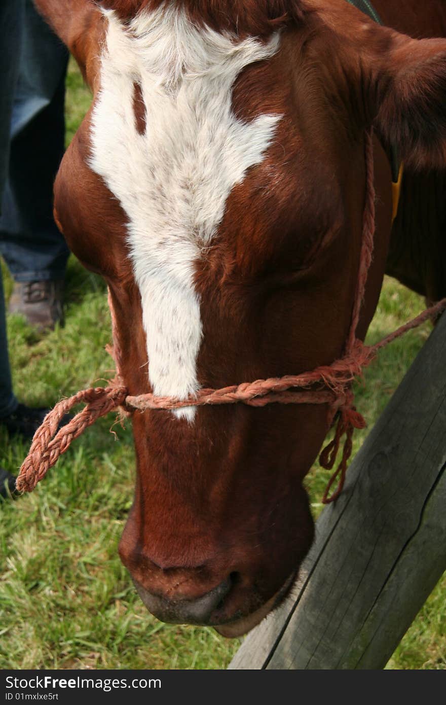 Brown_cow