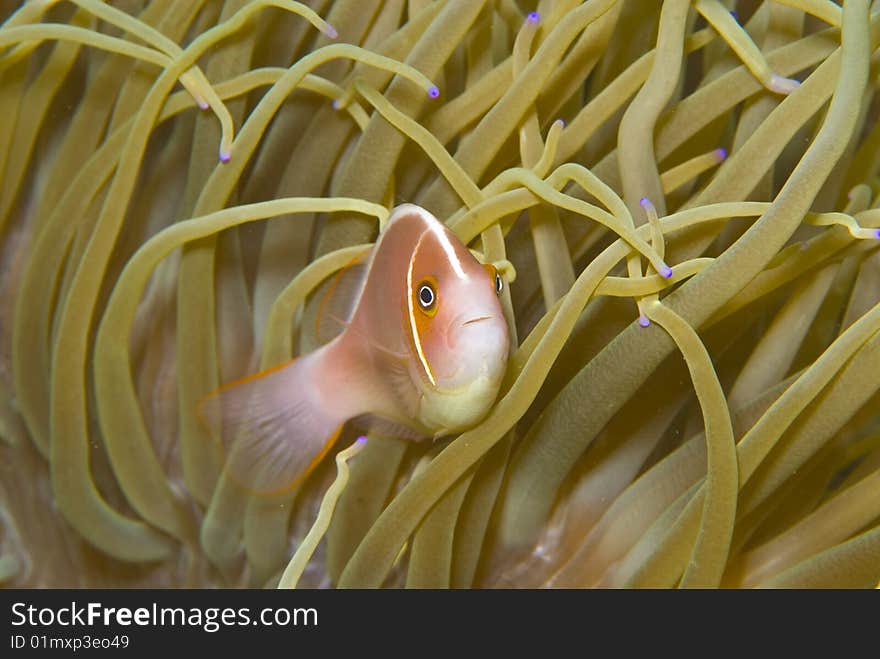 Pink Anemone fish (Amphiprion perideraion)