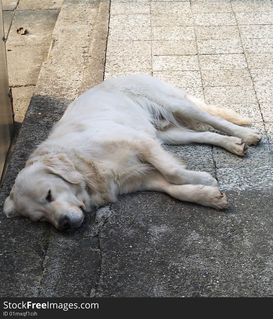 Dog sleeping on concrete paving