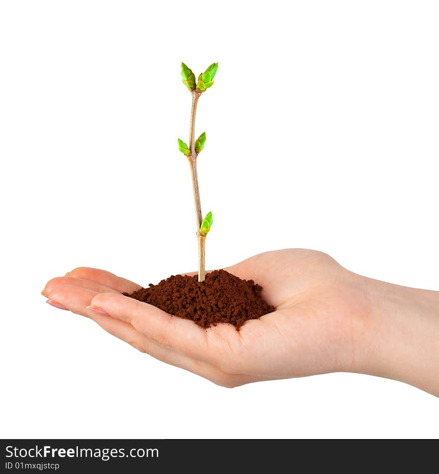 Hand and plant isolated on white background