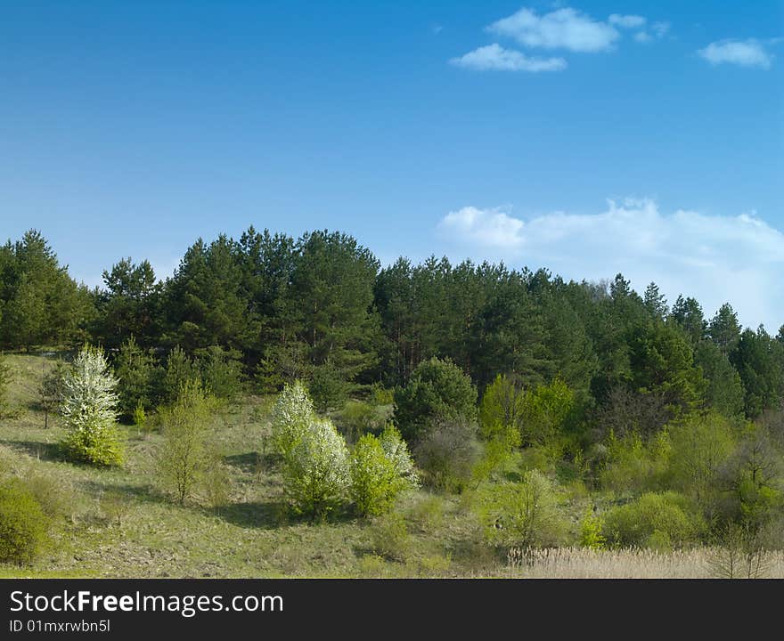 Spring forest under blue sky