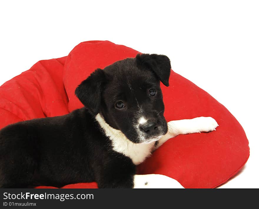 A black and white puppy on a red bean bag chair. A black and white puppy on a red bean bag chair.