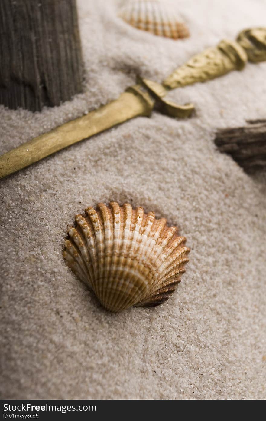 Shells On Sand