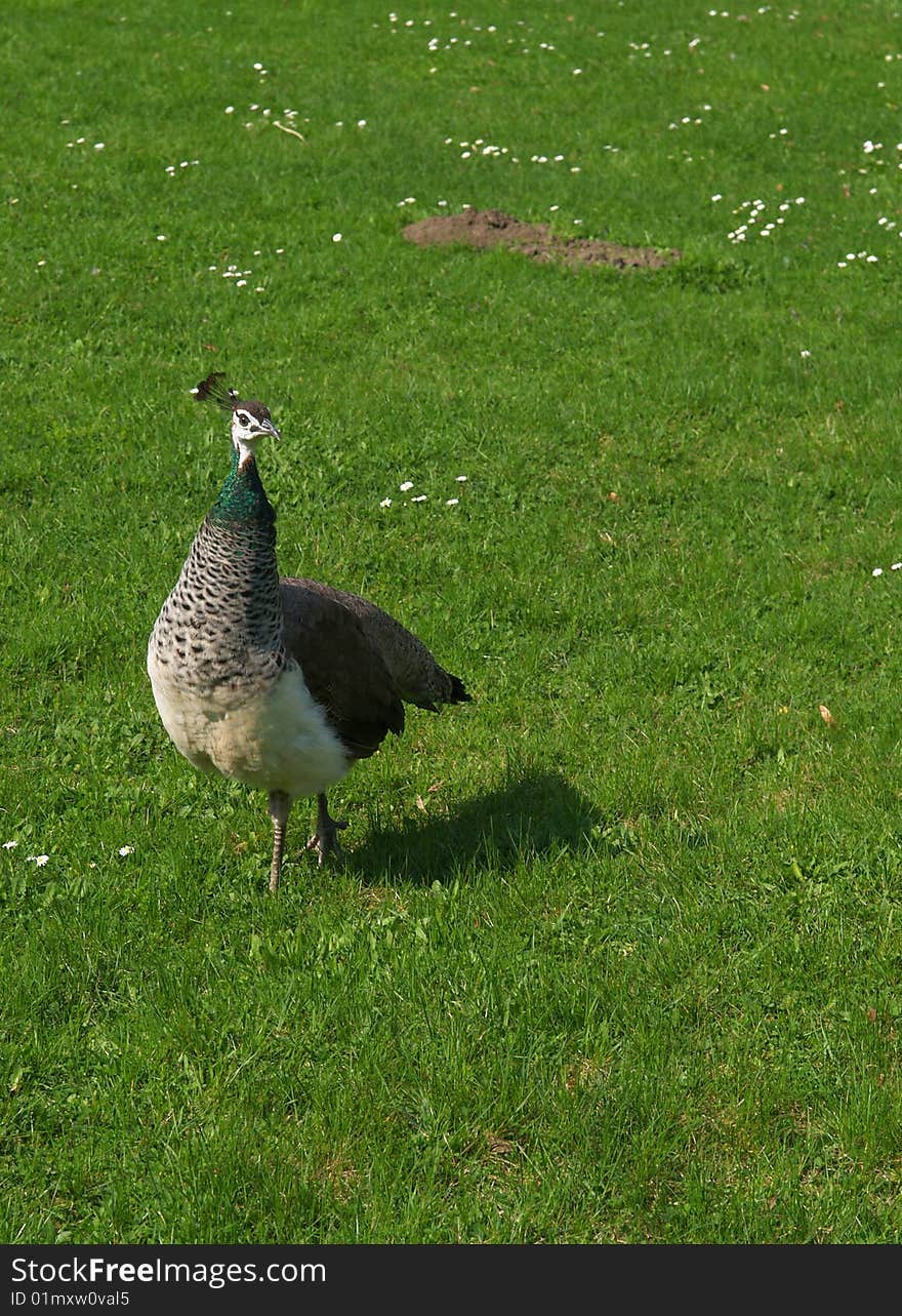 Peacock hen