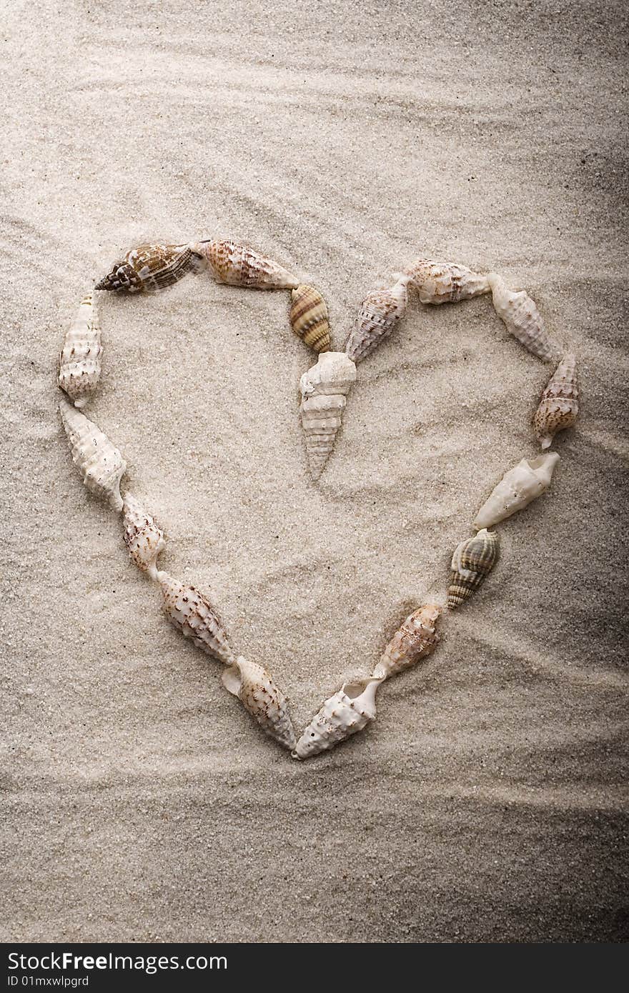 Shells on sand