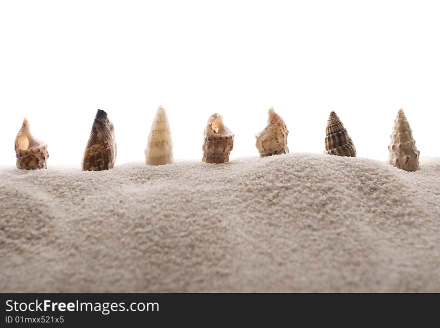 Diversity shells on gray sand. Diversity shells on gray sand