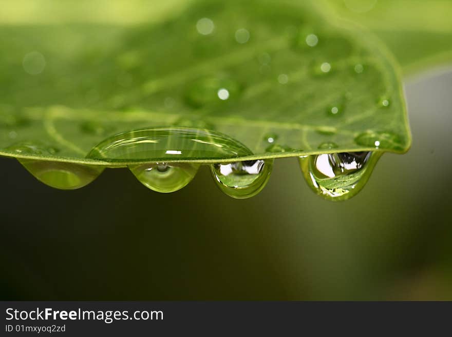 Macro shot drop on the leaf