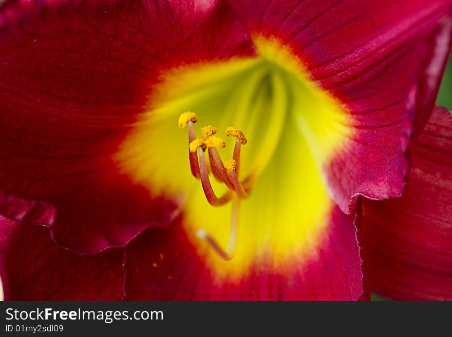 A macro shot of a red flower. A macro shot of a red flower.