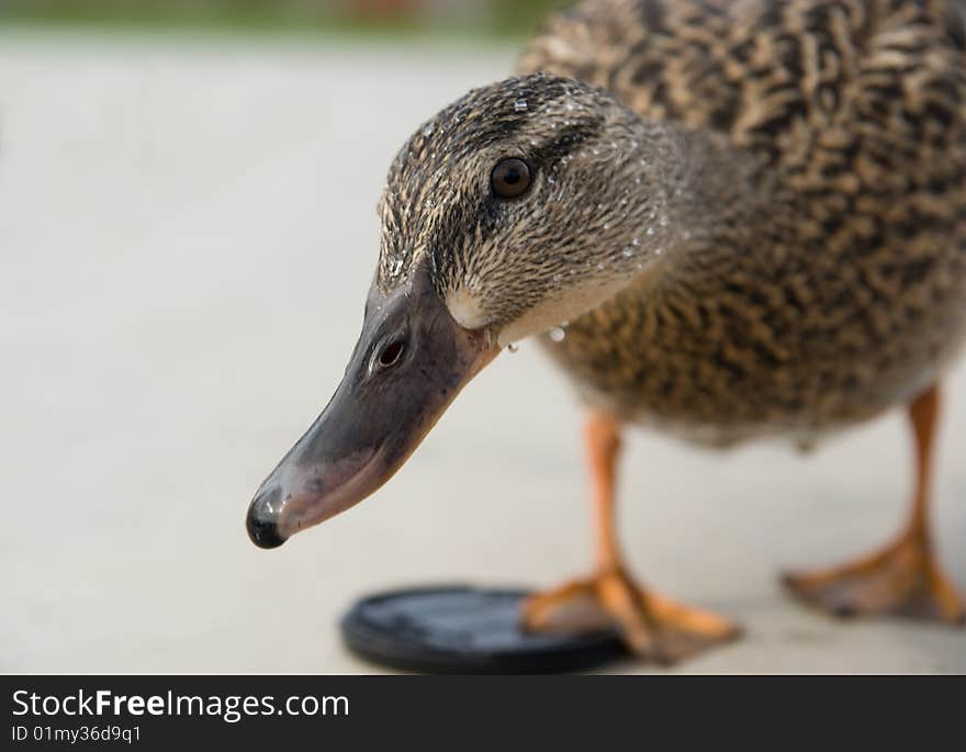 Curious duck