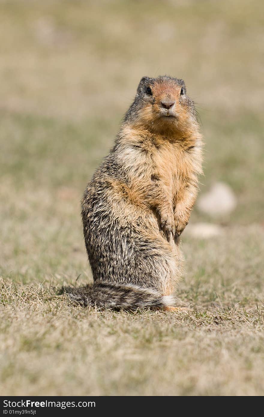 A standing prarie dog turns to check out possible danger.