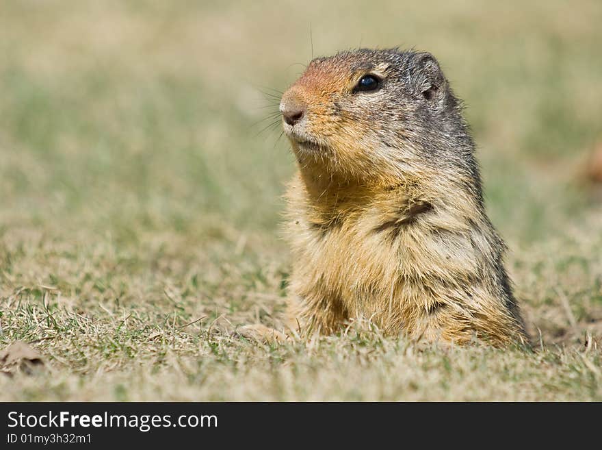 An alert ground squirrel stands alert from the safety of it's burrow. An alert ground squirrel stands alert from the safety of it's burrow.