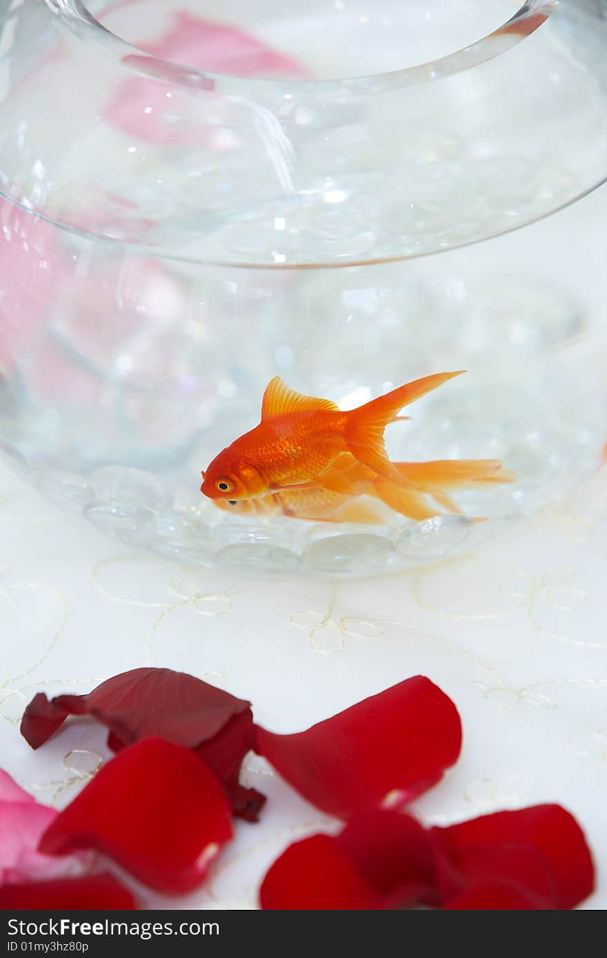 Goldfish in a clear fish bowl on a white table with red rose petals. Goldfish in a clear fish bowl on a white table with red rose petals