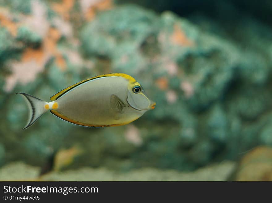 A unicornfish is in aquarium. A unicornfish is in aquarium